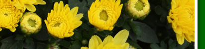 gelbe astern 2