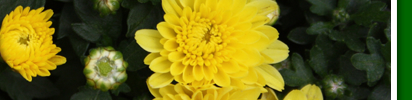 gelbe astern 4