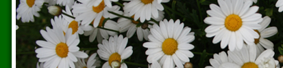 margeriten1