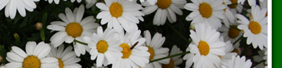margeriten2