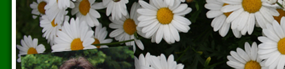 margeriten3