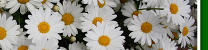 margeriten4