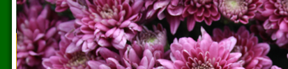 rote astern1