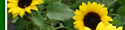 sonnenblume1