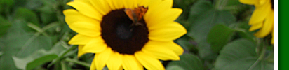 sonnenblume2