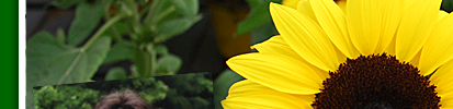sonnenblume3