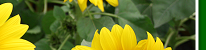 sonnenblume4
